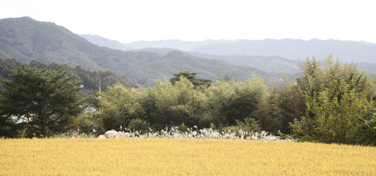 #4 Solsongju