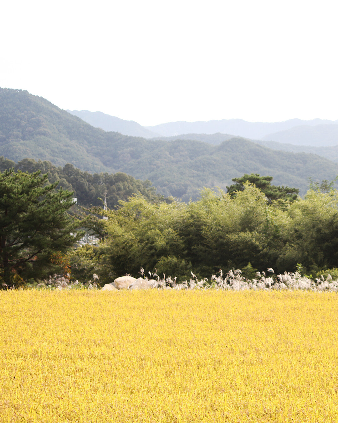 Soju Halle — Terroir | The Land Behind the Bottle
