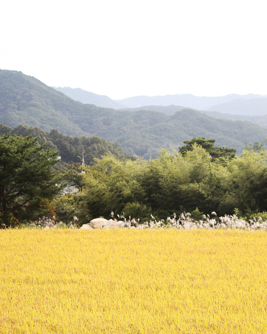 Soju Halle — Terroir | The Land Behind the Bottle